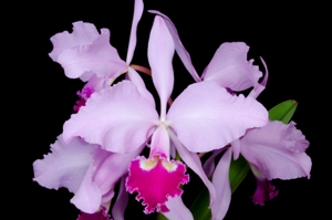 Cattleya warscewiczii Fabio Nahas AM/AOS 81 pts.